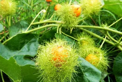Chữa mất ngủ bằng cây lạc tiên – Có hiệu quả không?