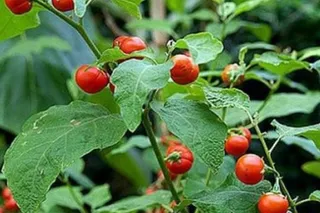 Chăm sóc gan bằng cà gai leo – Có đúng như lời đồn?