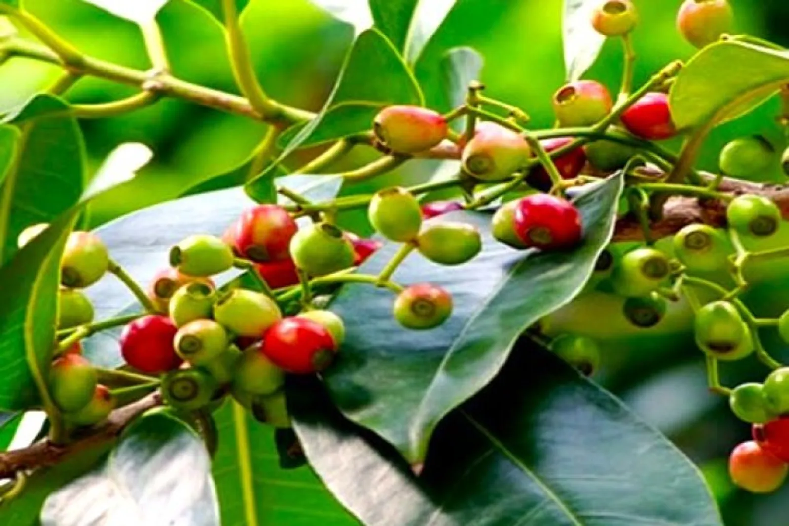 Lá vối – Dược liệu giúp ổn định huyết áp ít ai biết