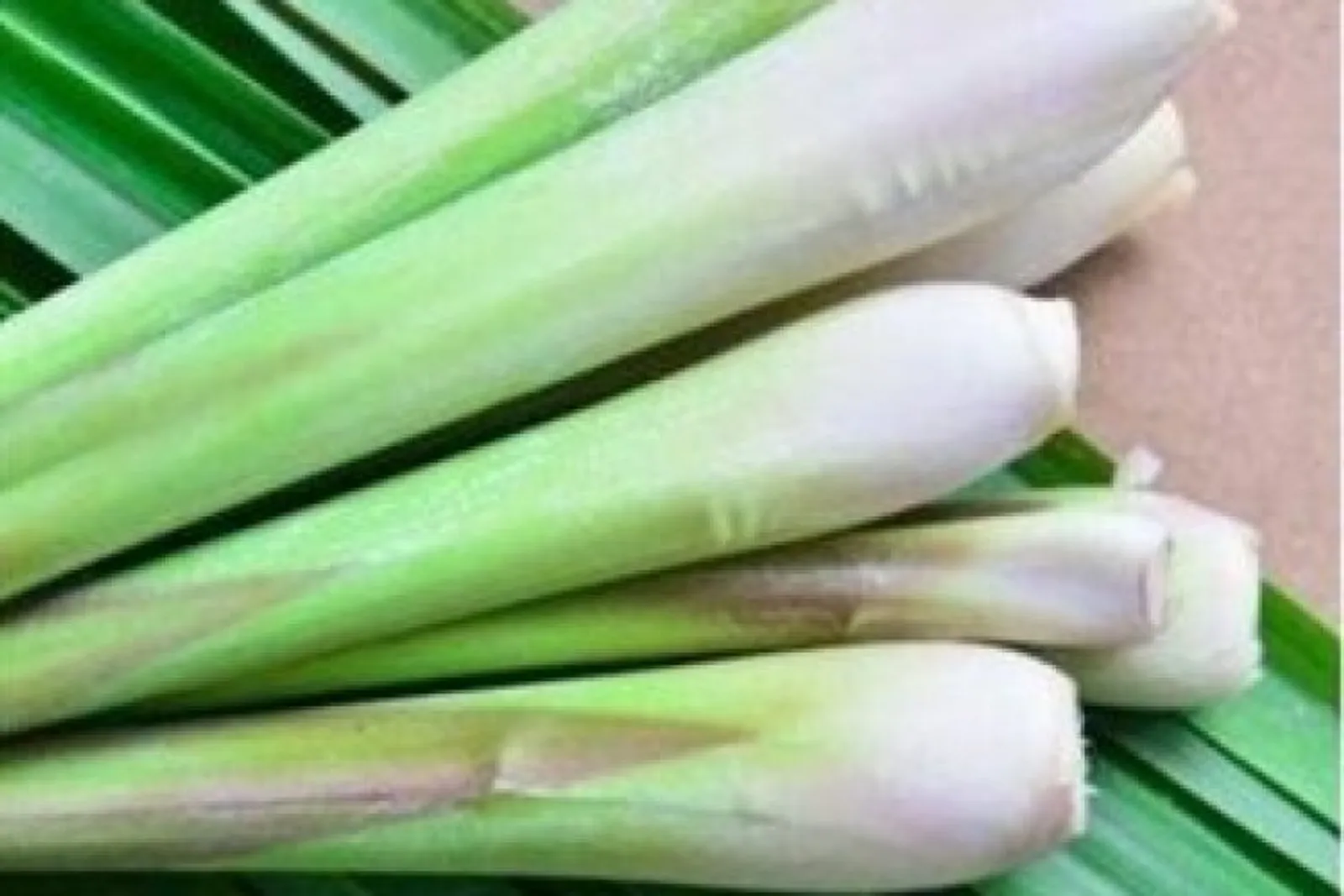 Thổi bay cảm lạnh bằng lá sả – Dễ làm, ai cũng làm được!