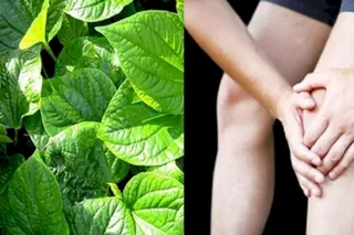 Giải mã bí mật lá lốt điều trị bệnh gì?