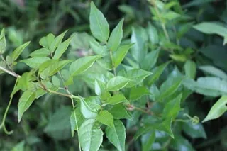 Trà dây – Bài thuốc quý cho người viêm loét dạ dày