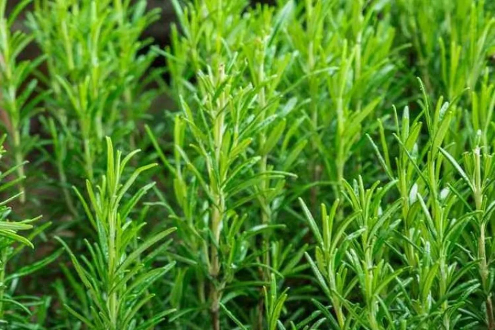 Tạm biệt lo âu, mất ngủ với liệu pháp tự nhiên từ lá hương thảo