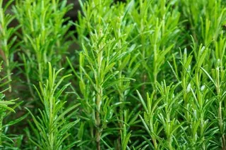 Tạm biệt lo âu, mất ngủ với liệu pháp tự nhiên từ lá hương thảo