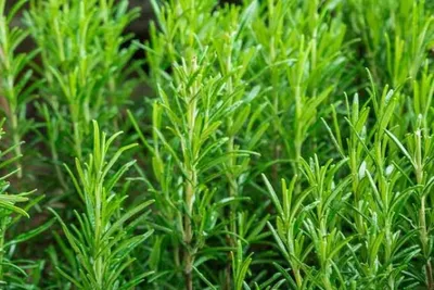 Tạm biệt lo âu, mất ngủ với liệu pháp tự nhiên từ lá hương thảo