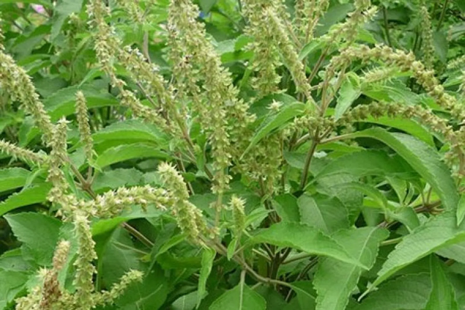 Mỗi nhà nên trồng 1 cây hương nhu – Vì lý do này!