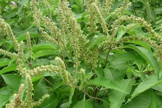 Mỗi nhà nên trồng 1 cây hương nhu – Vì lý do này!