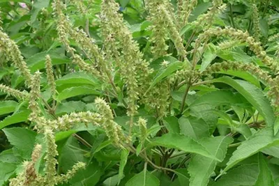 Mỗi nhà nên trồng 1 cây hương nhu – Vì lý do này!